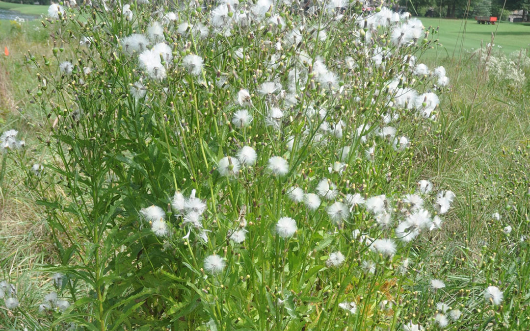 American Burnweed