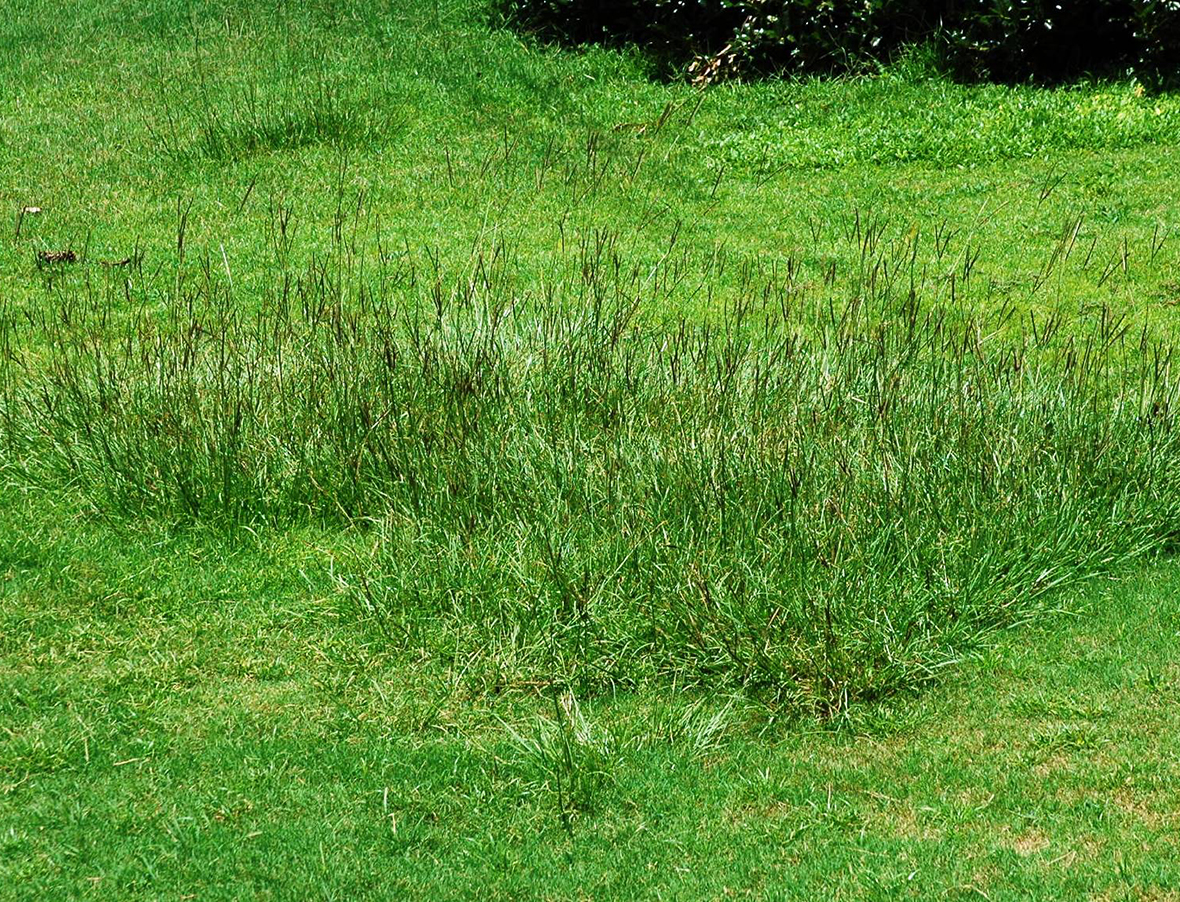 Bahia grass shop