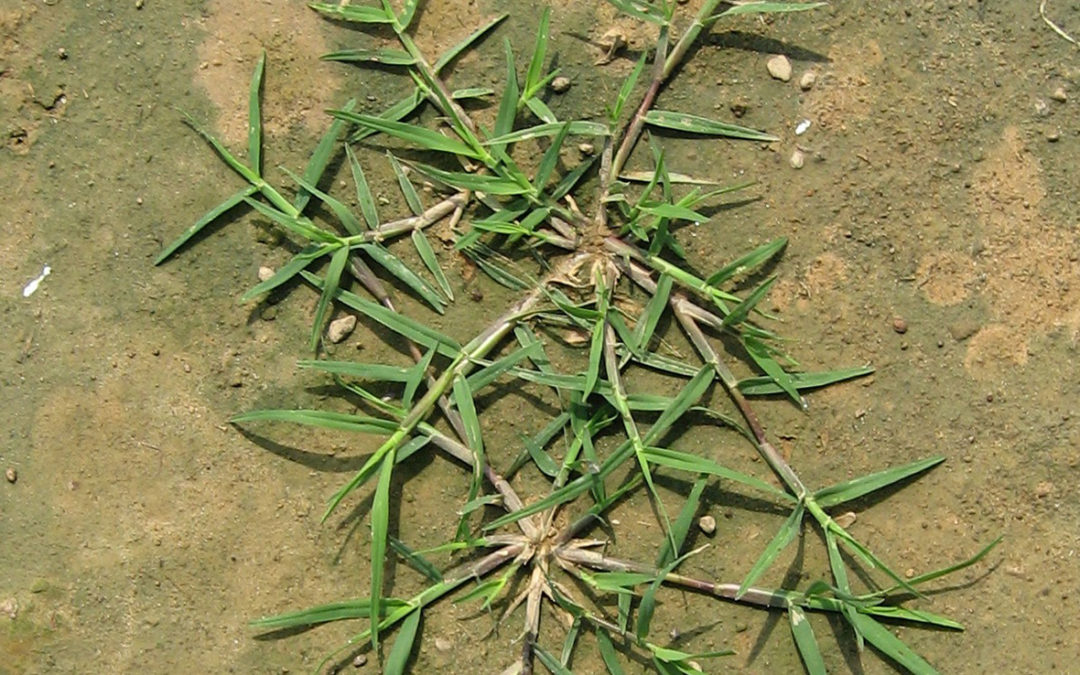 Bermudagrass