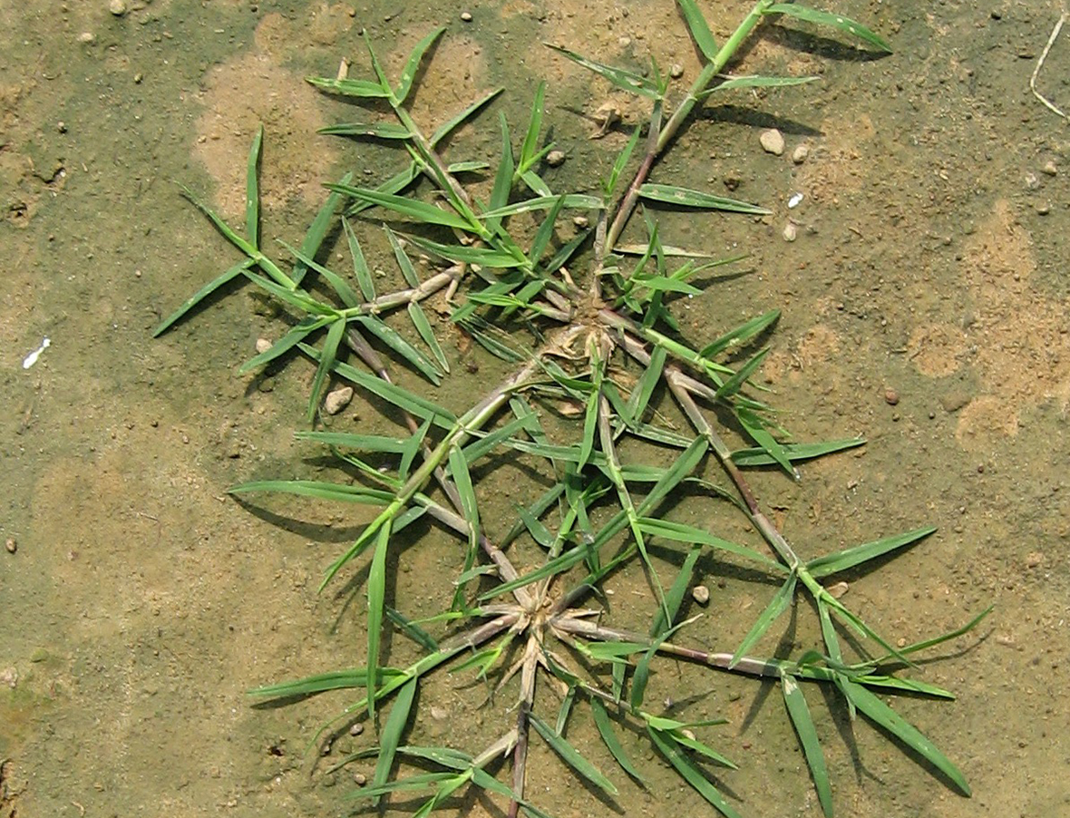 Bermuda grass