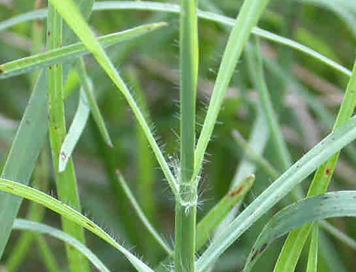 Bermudagrass Weedalert