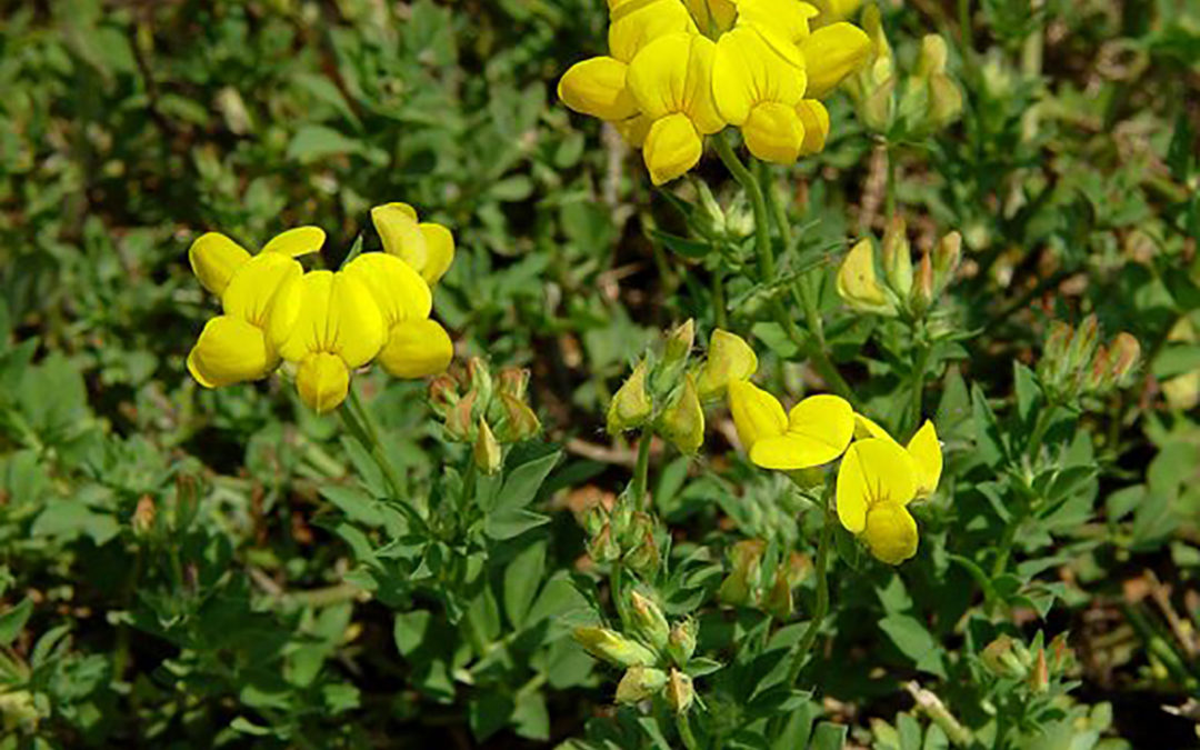 Birdsfoot Trefoil