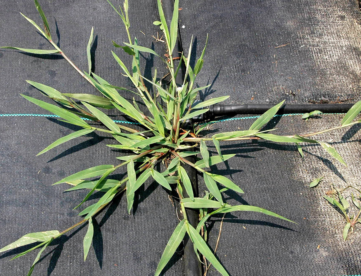 Broadleaf Signalgrass WeedAlert