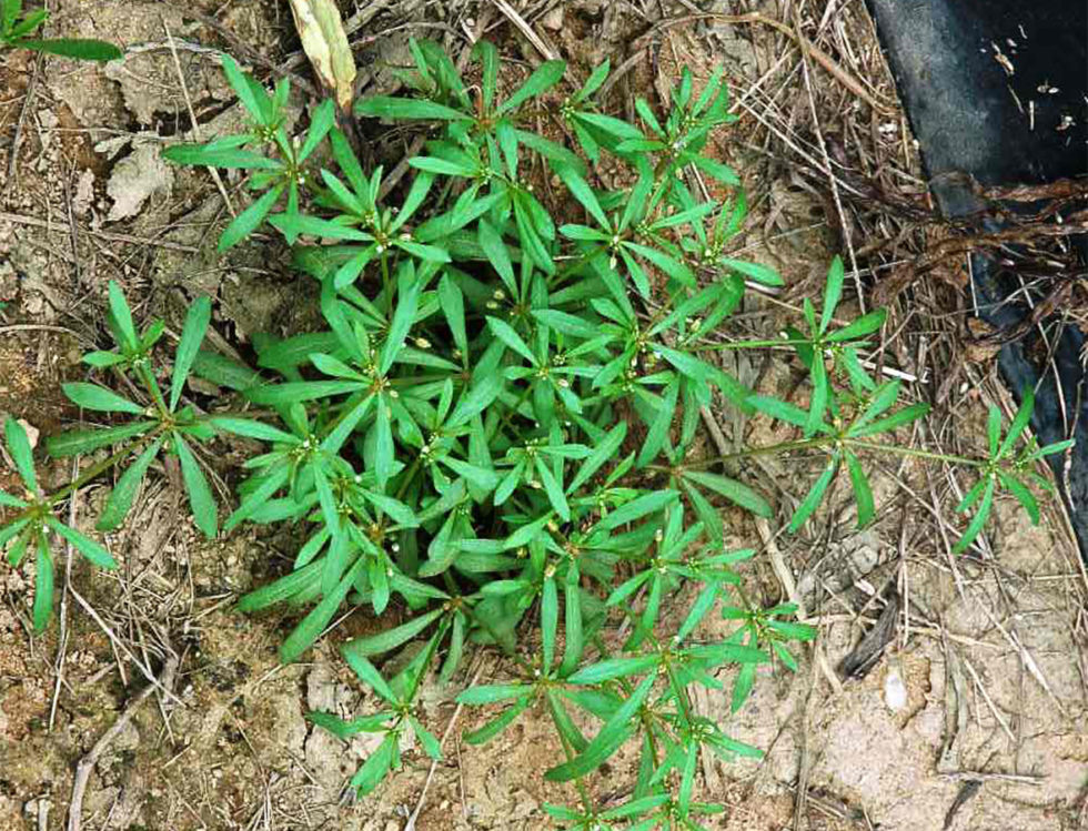 Weeds Archive Page 22 of 24 WeedAlert