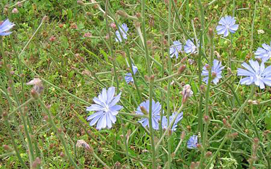 Chicory