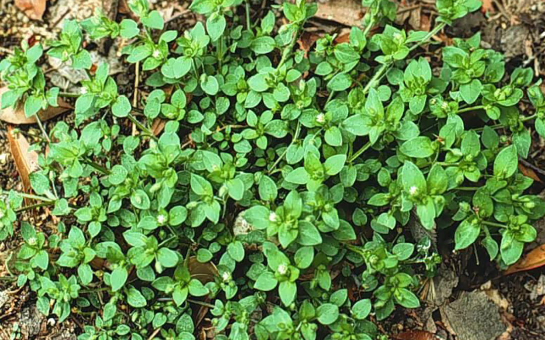 Common Chickweed