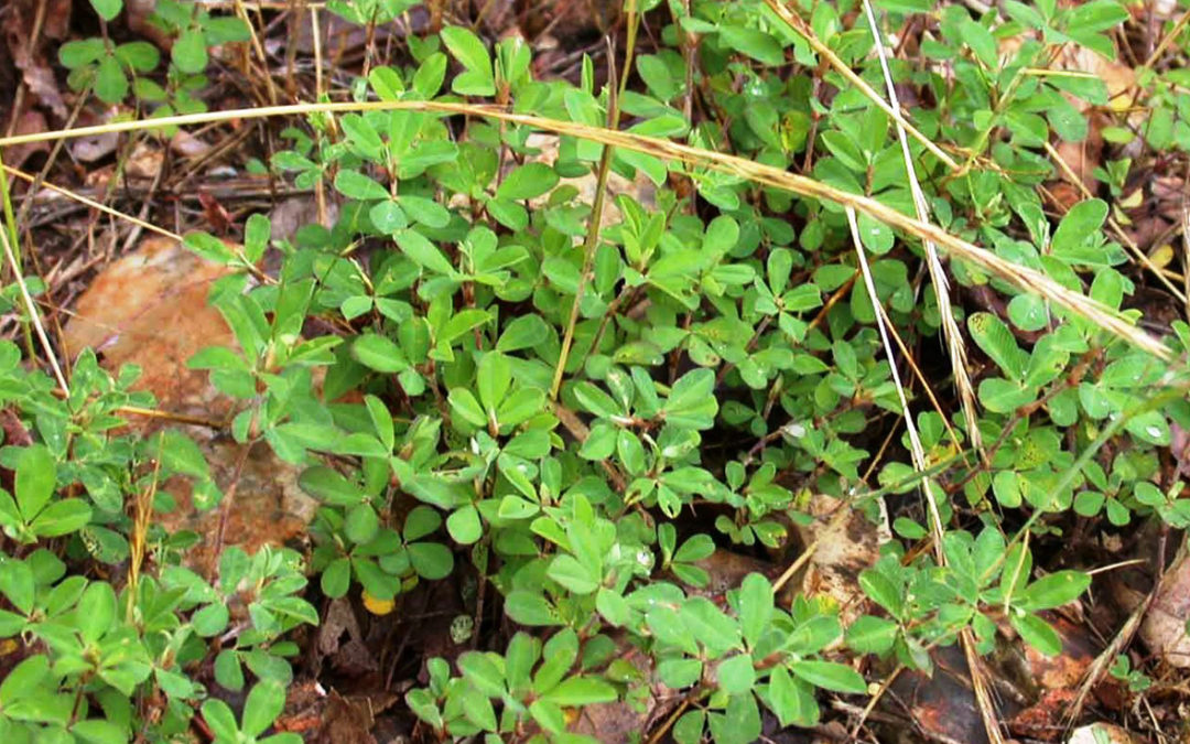 Common Lespedeza