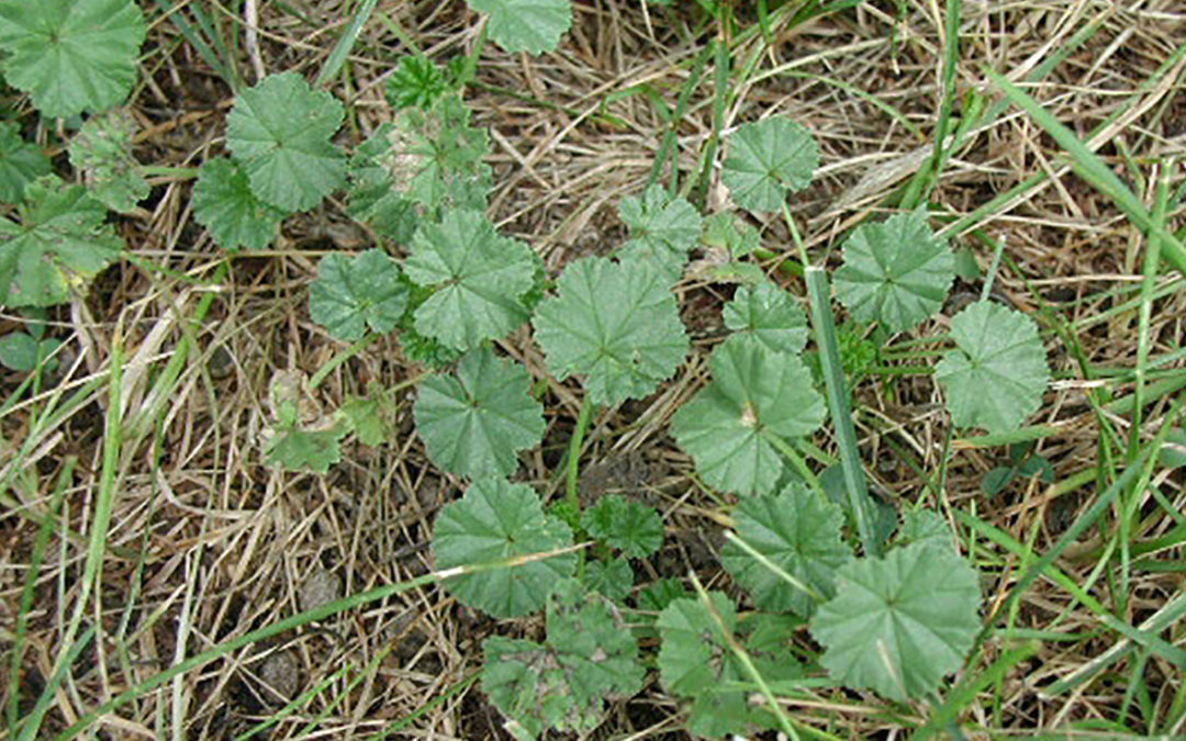 Common Mallow