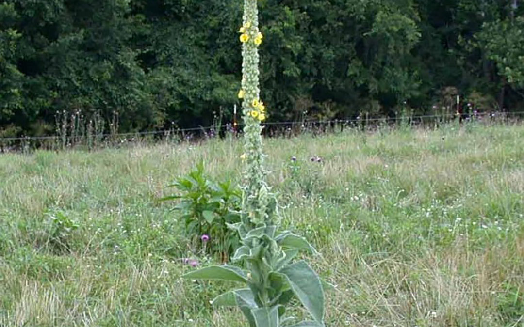 Common Mullein