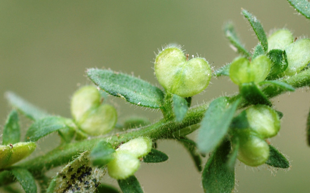 Corn Speedwell