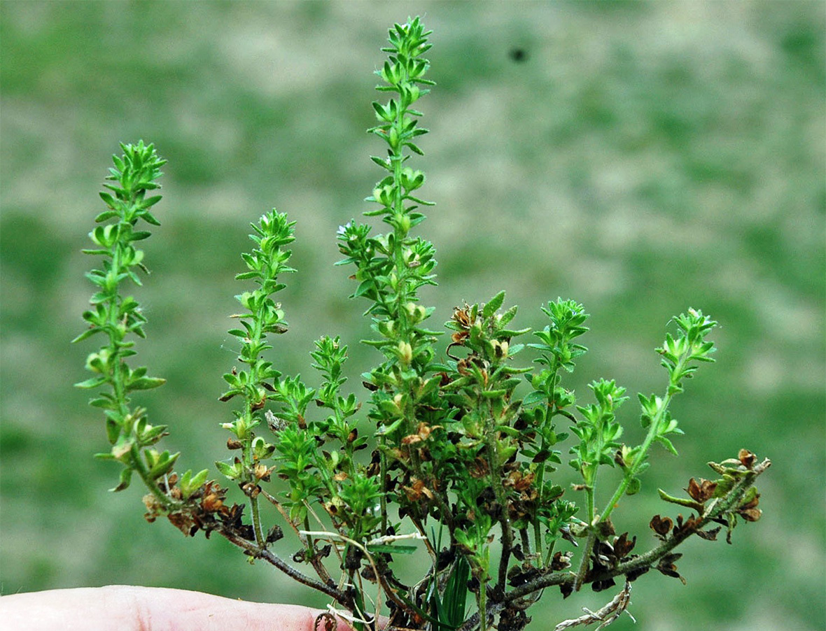 Speedwell weed deals