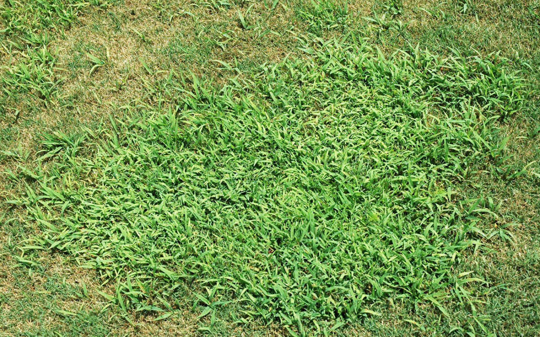 Crabgrass