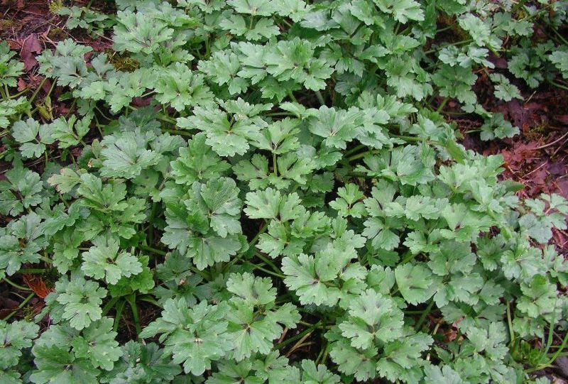 Creeping Buttercup