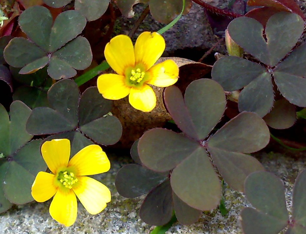 Creeping Woodsorrel Weedalert