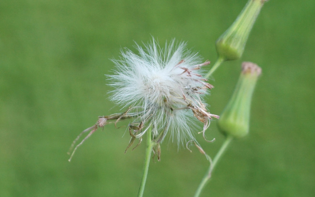 Cupid’s-Shaving-Brush