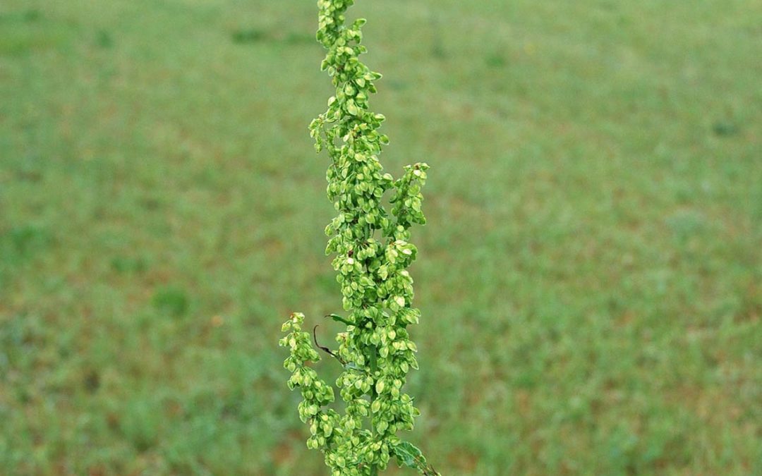 Curly Dock