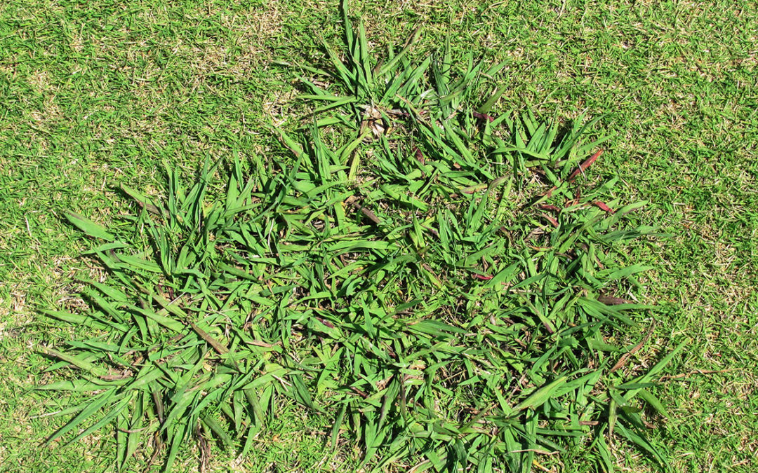 Dallisgrass