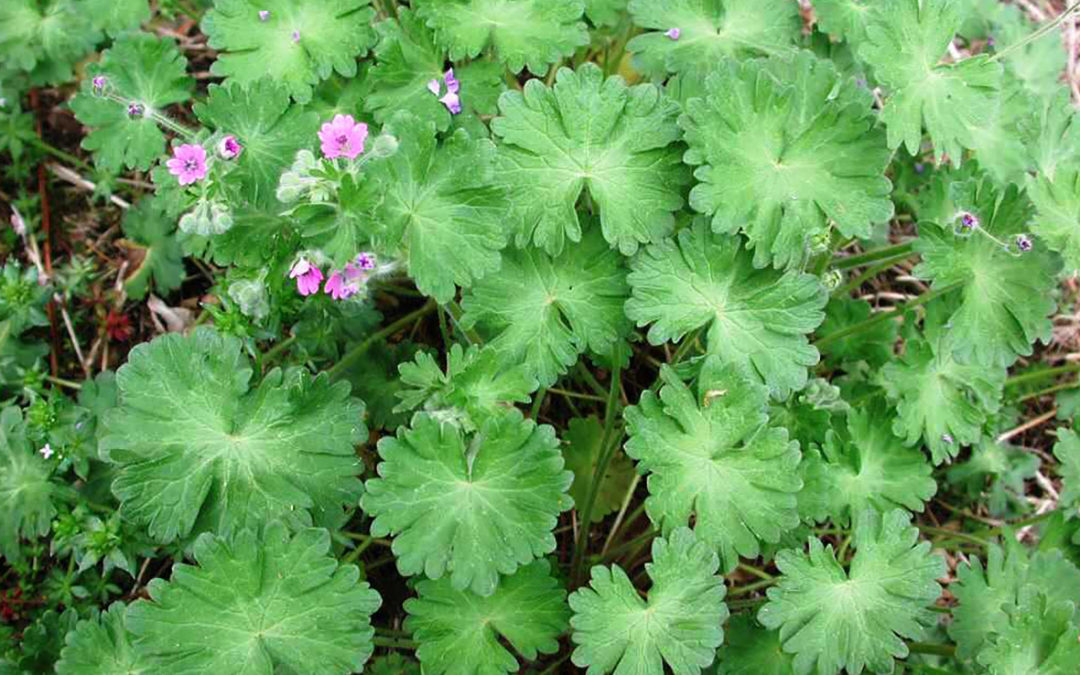 Dovefoot Geranium