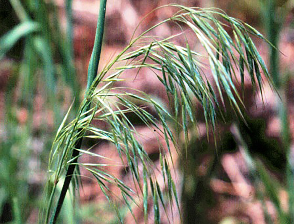 Downy brome