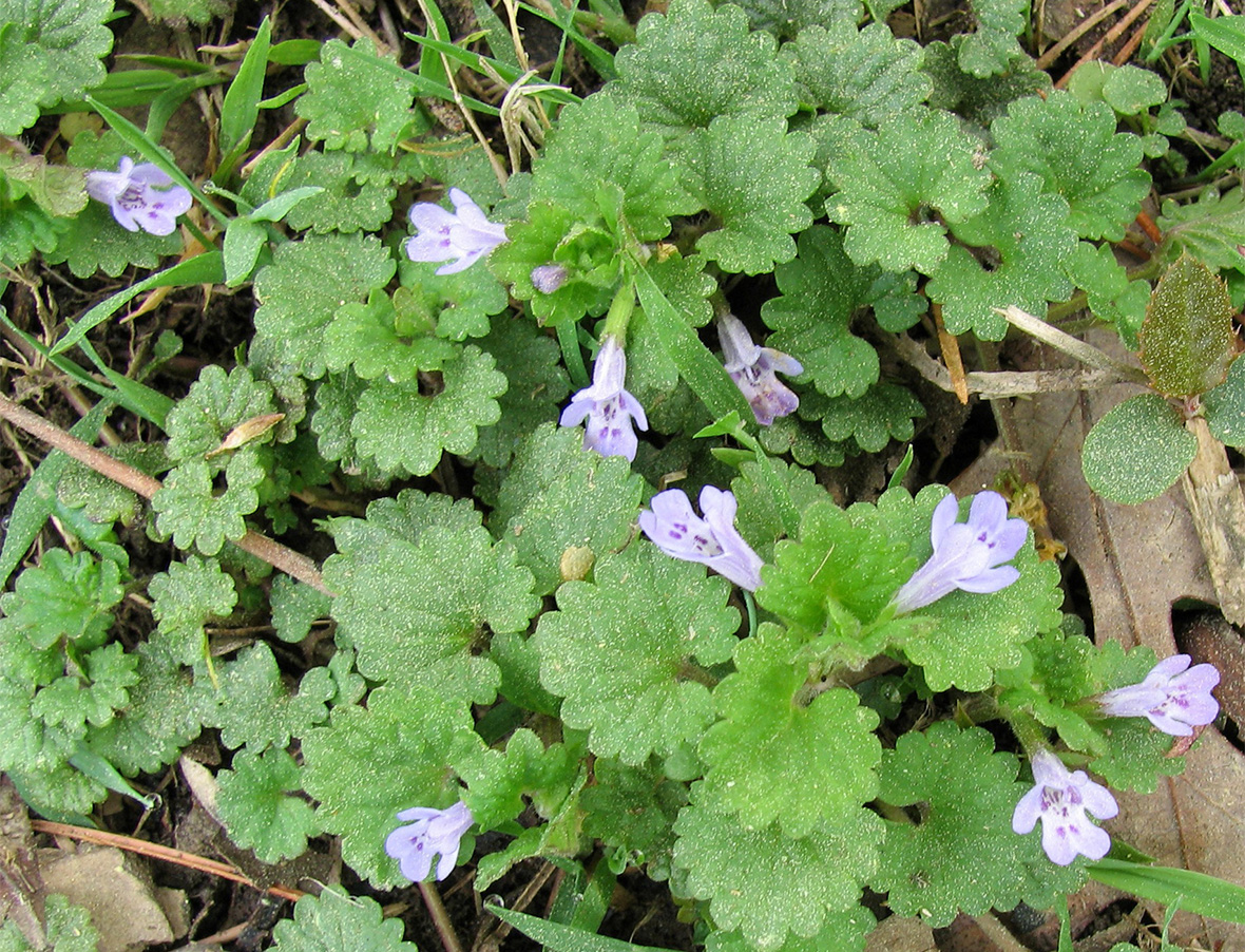 Ground Ivy Weed Identification