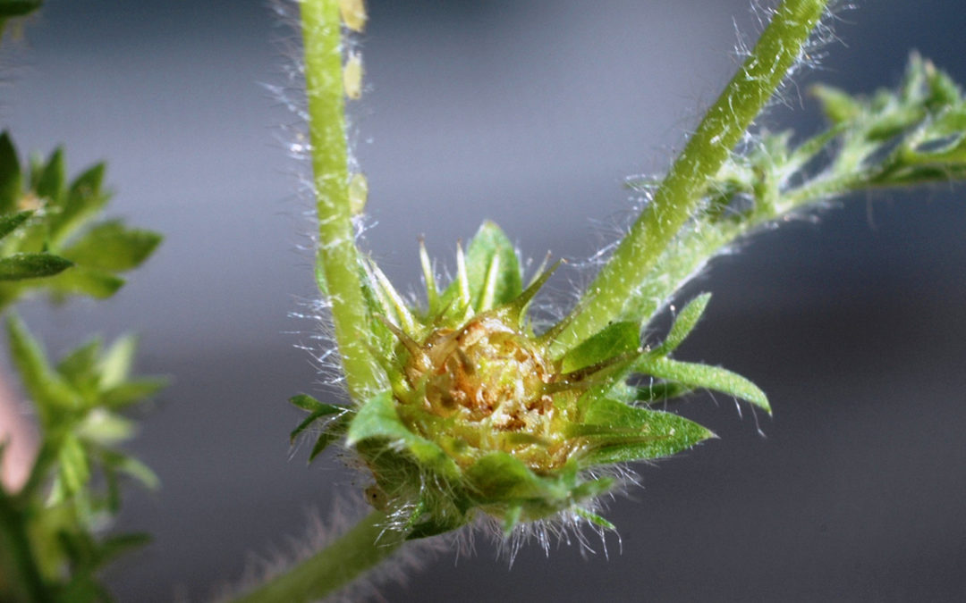 Lawn Burweed