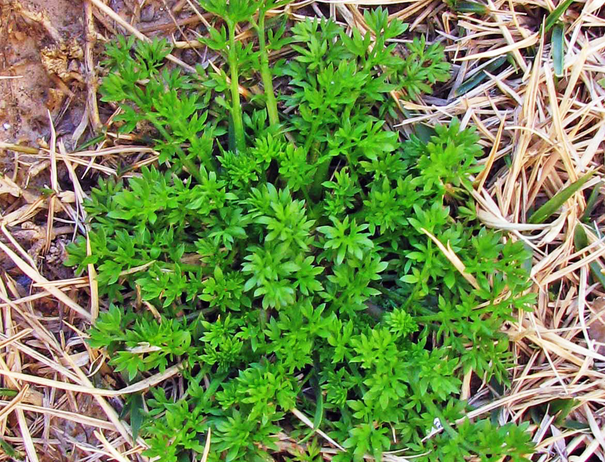 Lawn Burweed - WeedAlert
