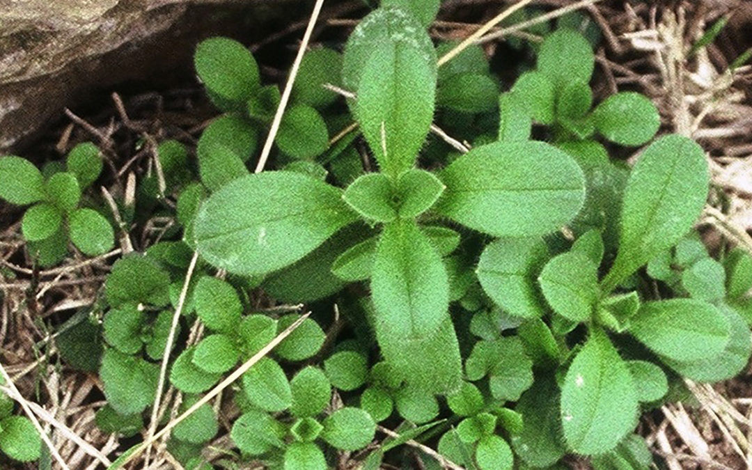 Mouseear Chickweed