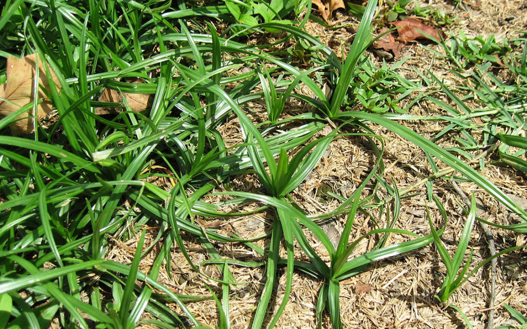 Nutsedge (Purple)