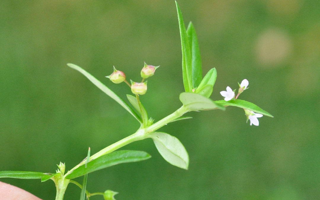 Old World Diamond Flower