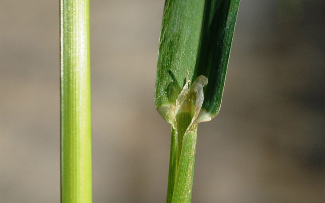 Orchardgrass