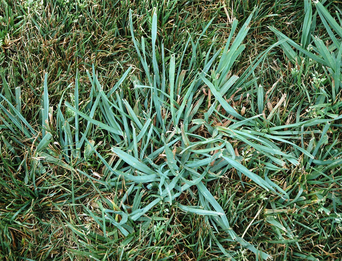 Orchardgrass Varieties