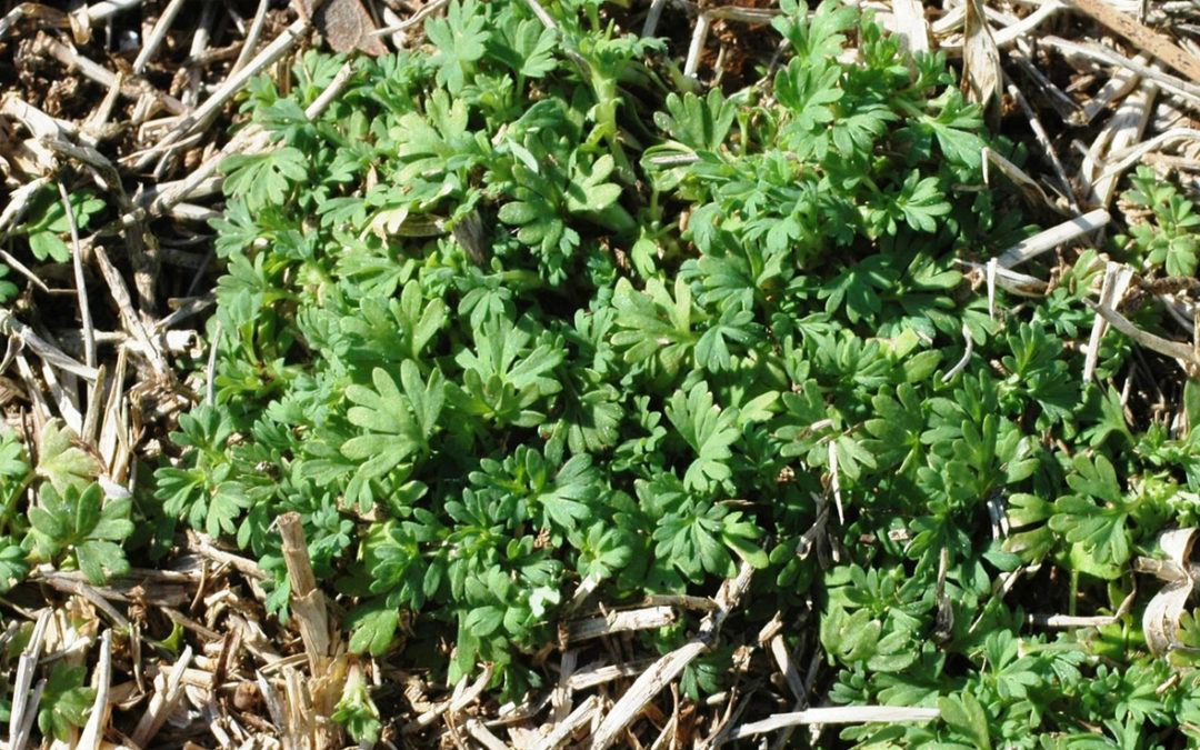 Parsley-Piert