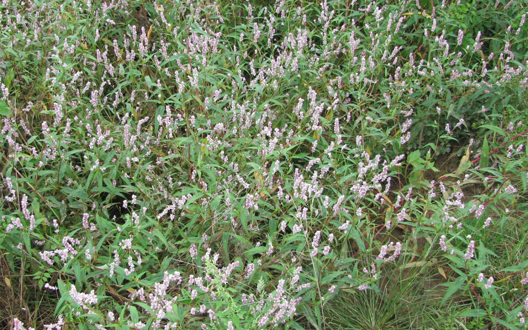 Pennsylvania Smartweed