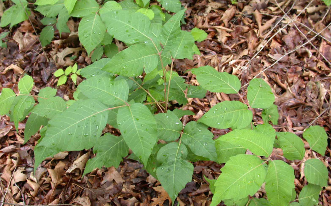 Poison Ivy
