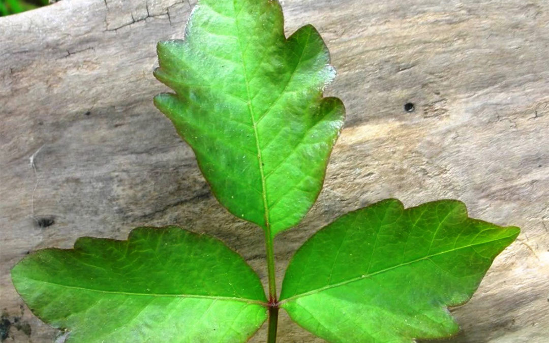 Poison Oak