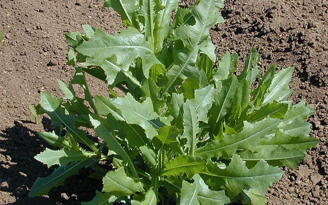 Prickly Lettuce