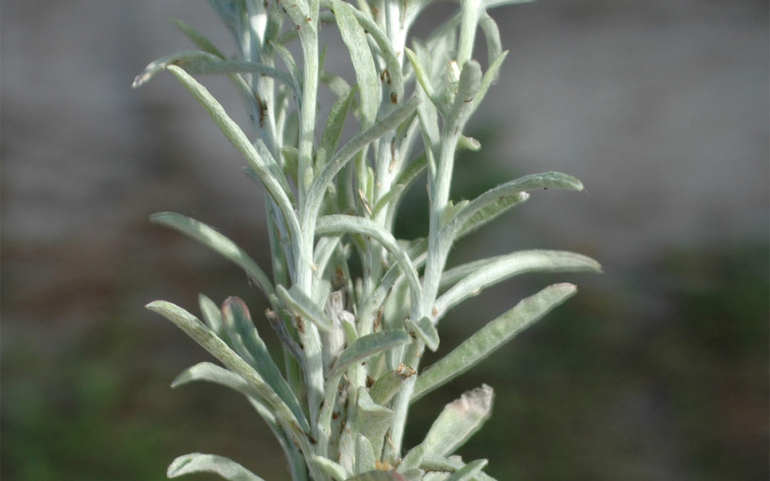 Purple Cudweed