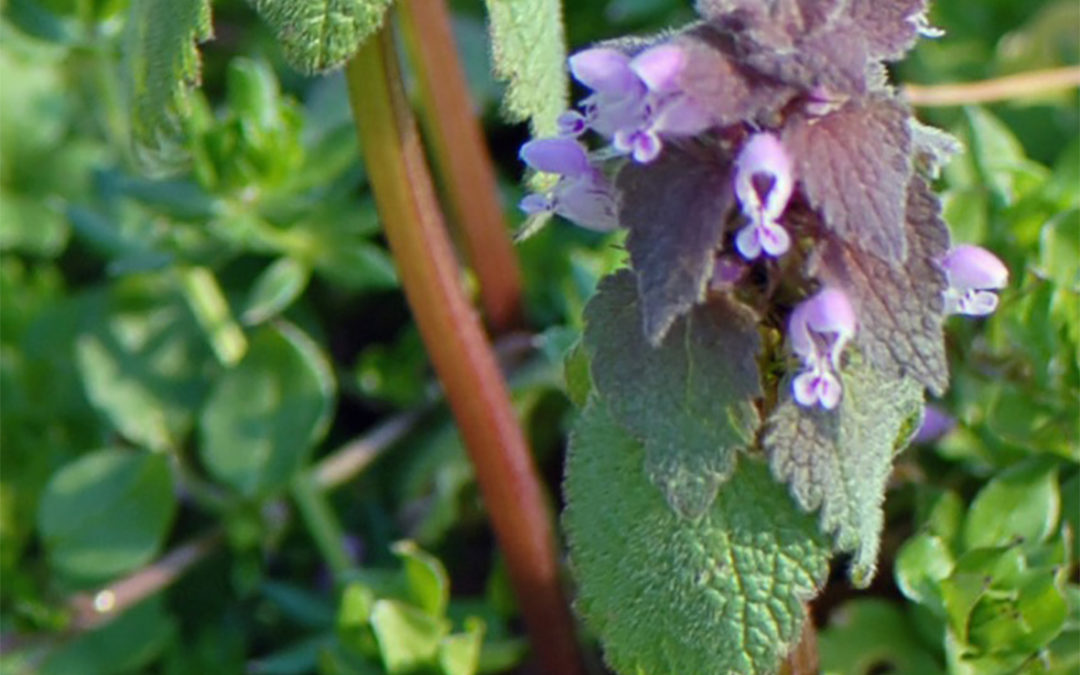 Purple Deadnettle