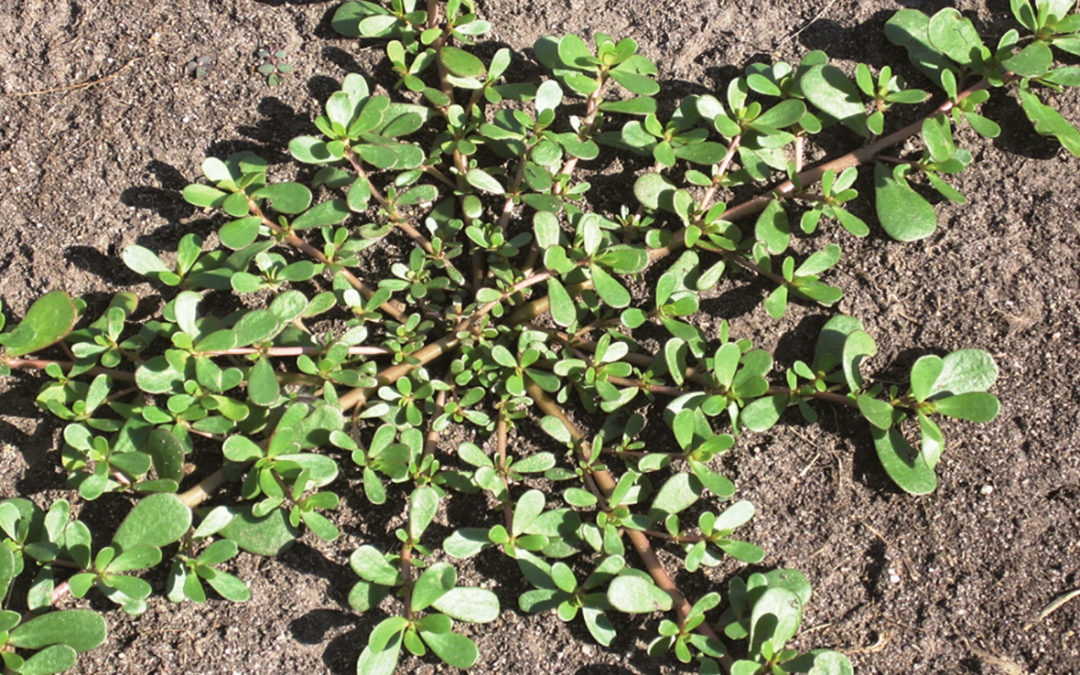 Purslane