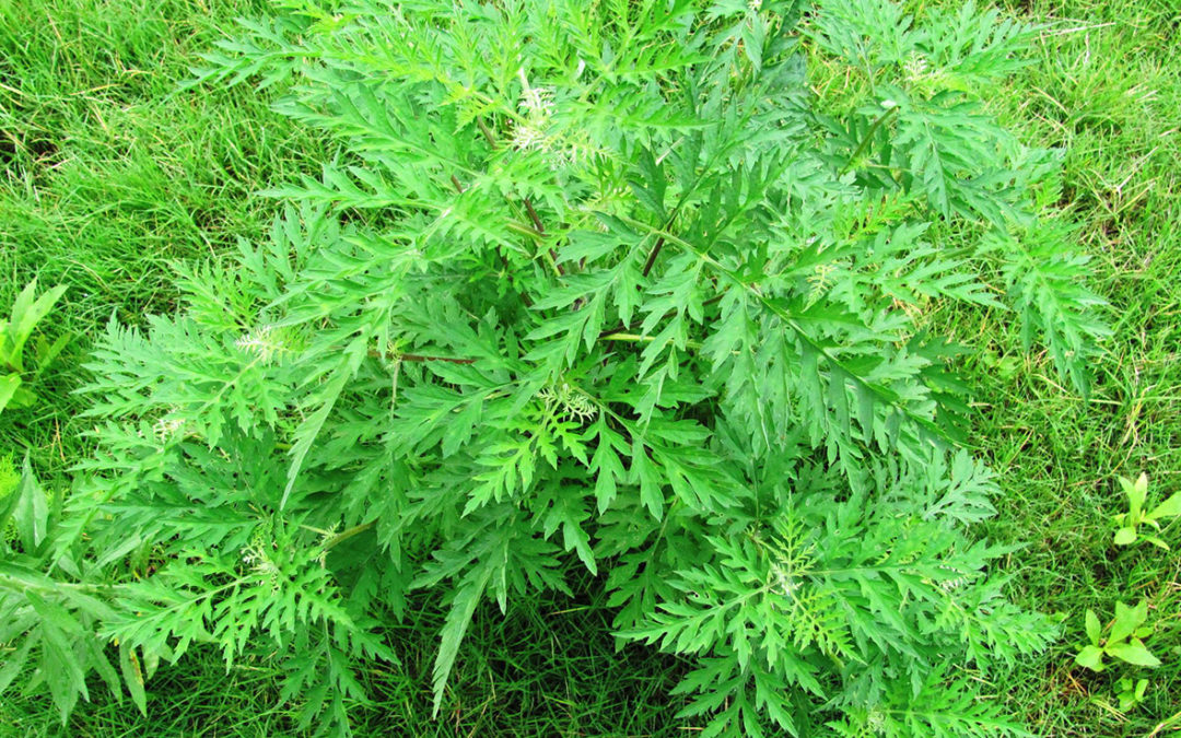 Ragweed