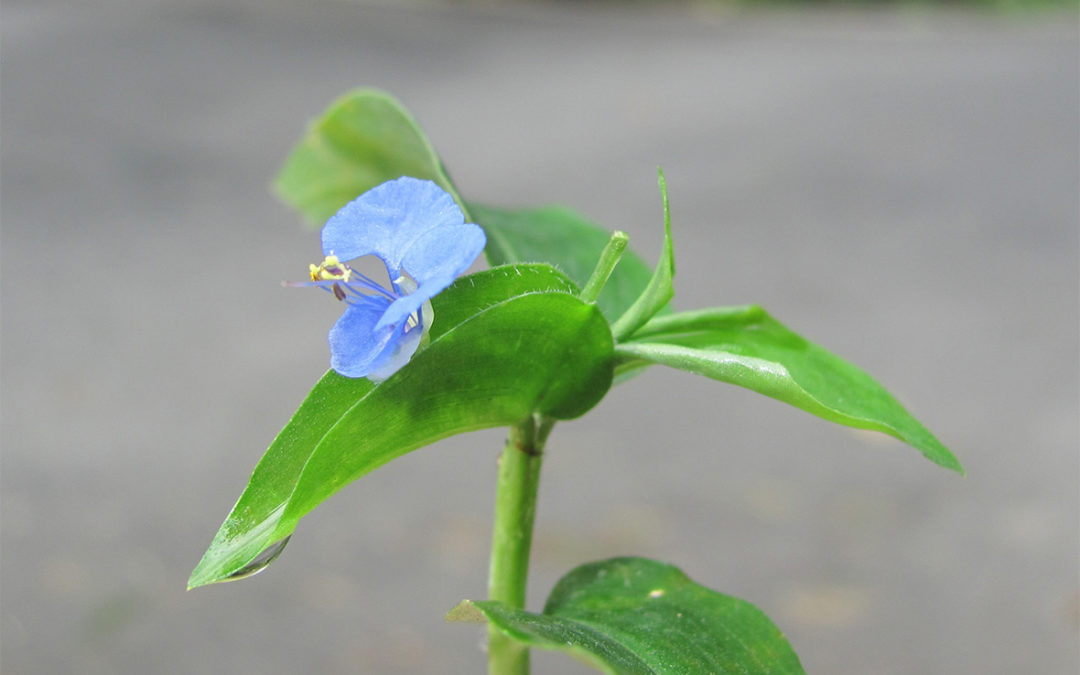 Spreading Dayflower