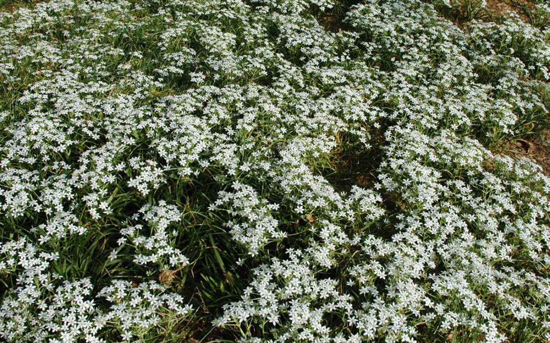 Star-of-Bethlehem