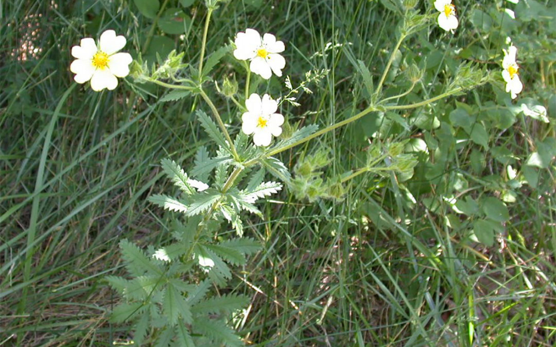 Sulphur Cinquefoil