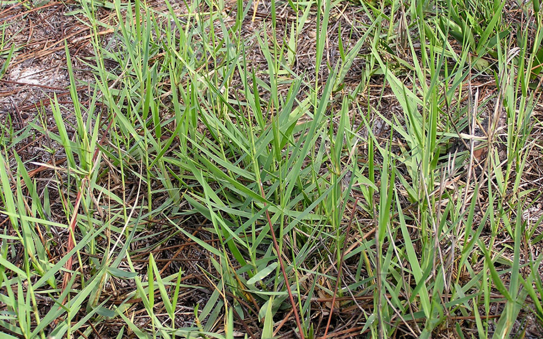 Torpedograss