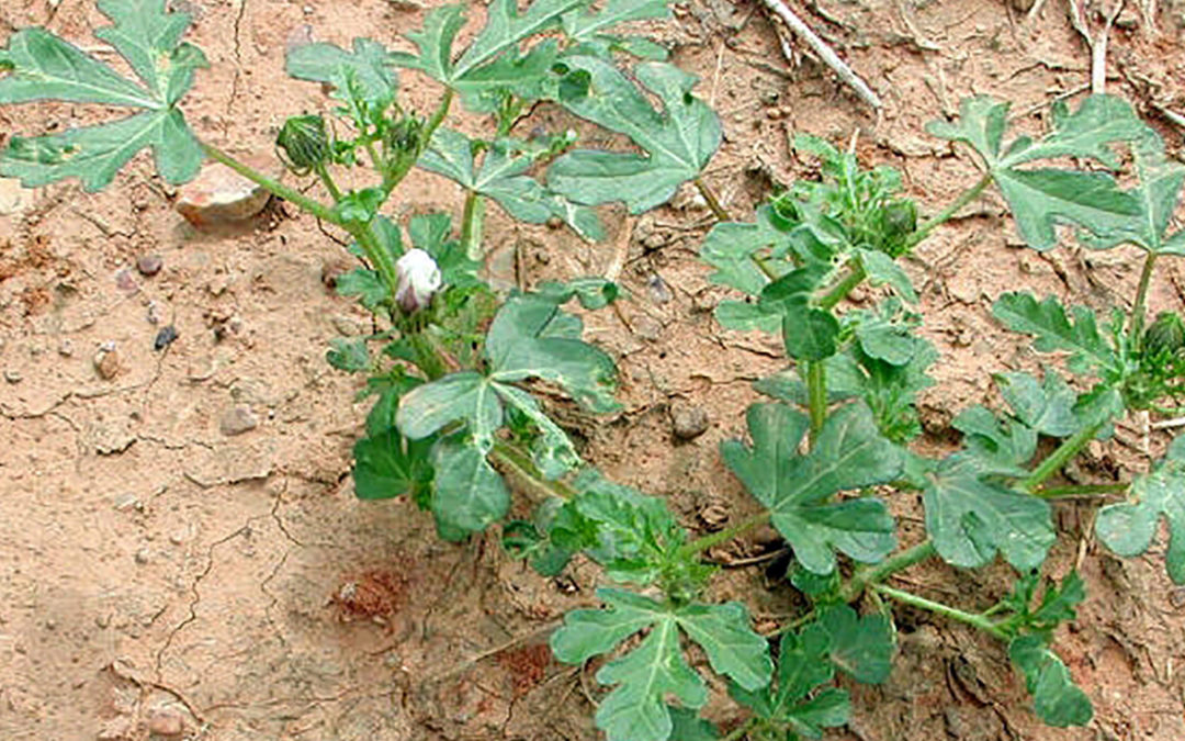 Venice Mallow