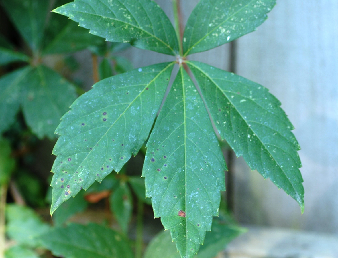 Wednesday Weed – Virginia Creeper