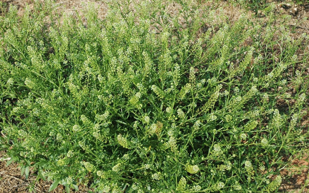 Virginia Pepperweed