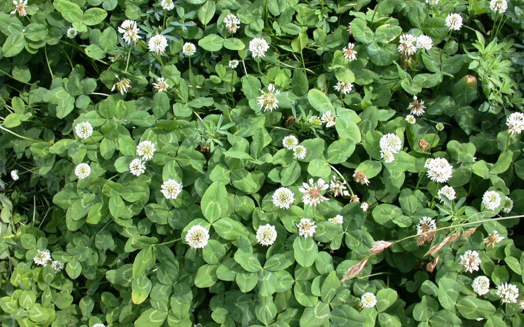 White Clover