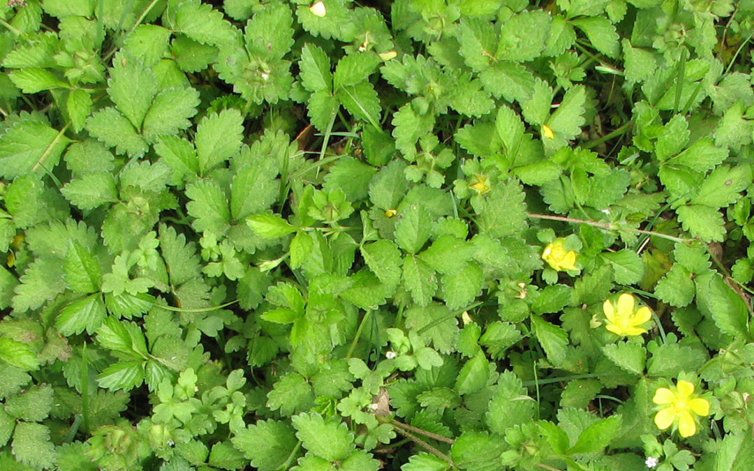 Wild Strawberry