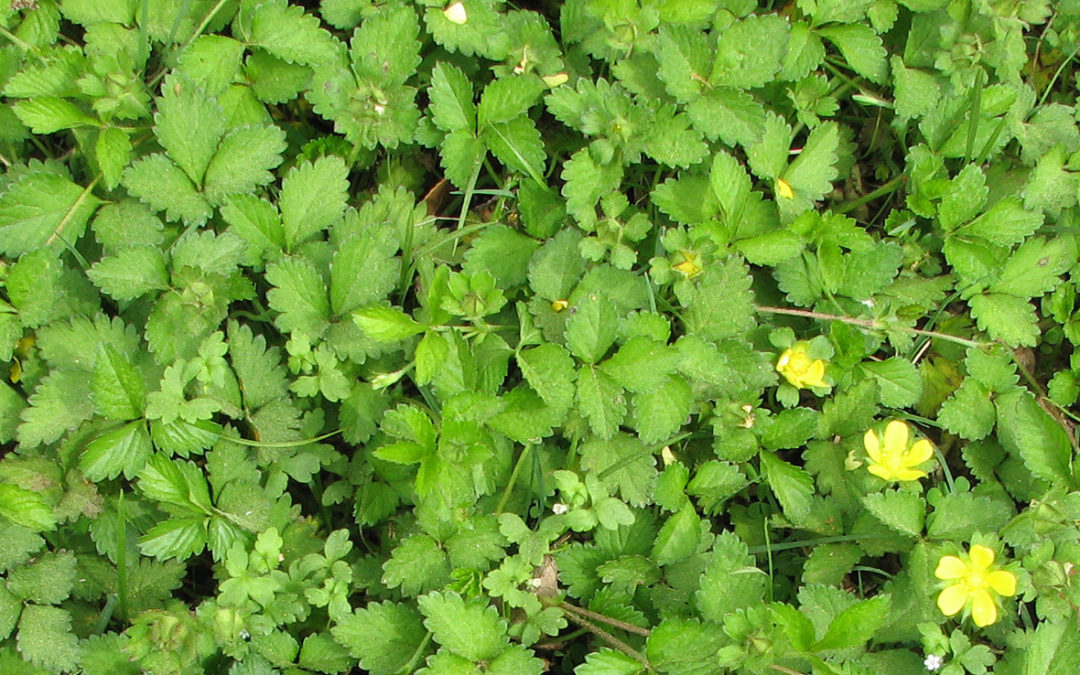 Wild Strawberry